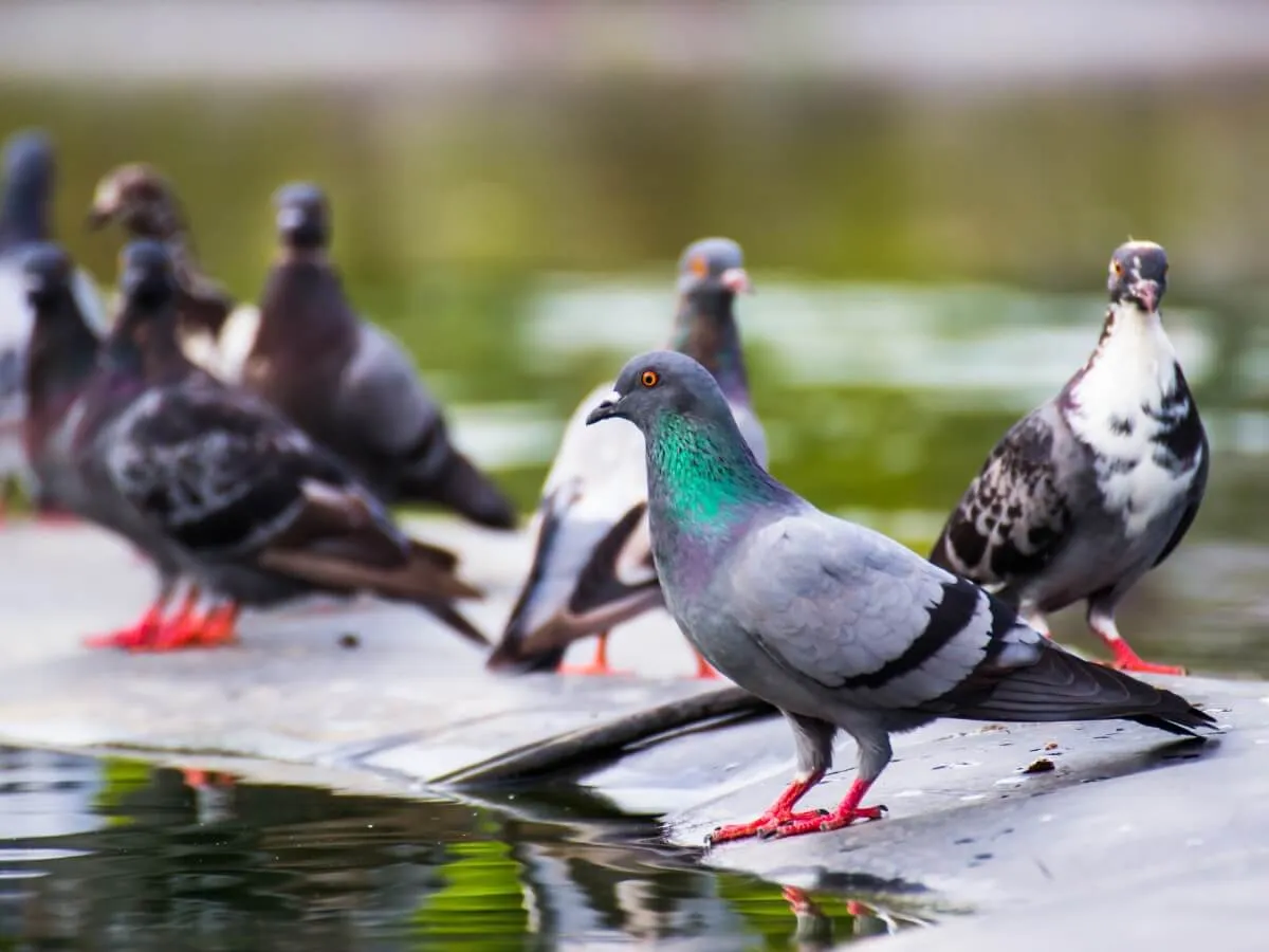 Pigeons pest control on site in Rome, representing SEO success with a 1156% increase in organic clicks and improved keyword rankings.