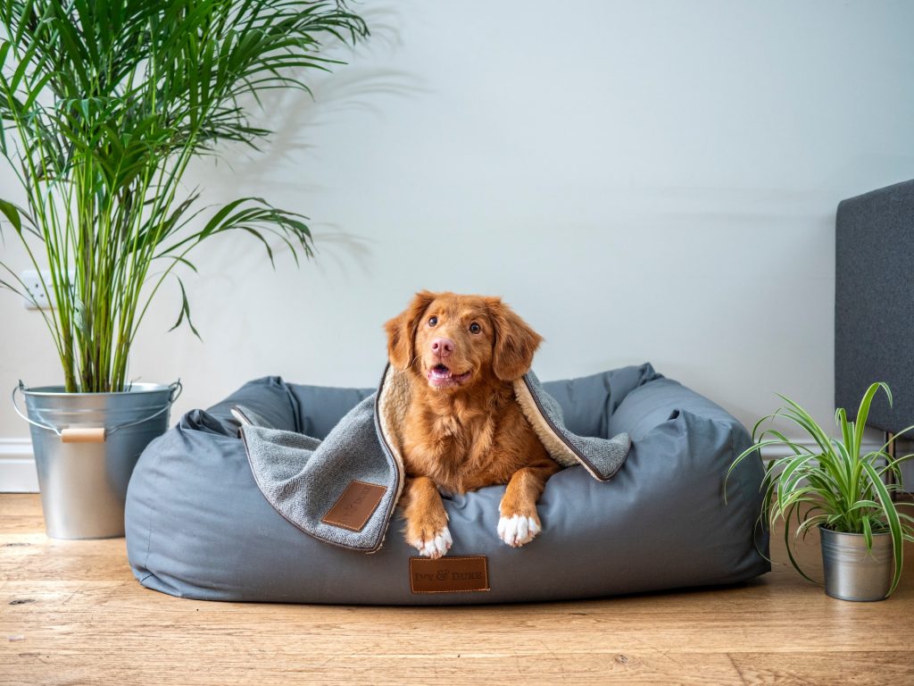 pet-industry-google-shopping-1024×768